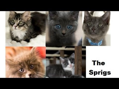 The Sprigs - Kitten Academy Alumni Video