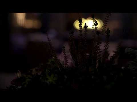 Gemeente Rucphen | Schijf