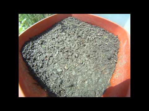 flowers 2011.10.01.am