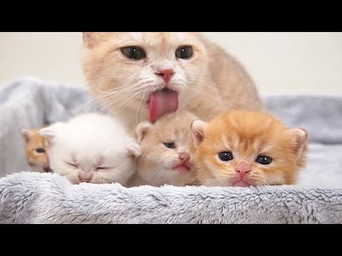 Kitten Guitar's expression, unable to escape because Mom Cat is always nearby watching, is so cute
