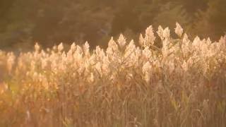 days of the new-die born