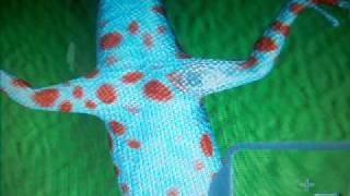 preview picture of video 'How To do Surgery On Your Gecko'