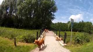 preview picture of video 'Tollerwandeling Lage Bergsche Bos 30-06-2013'