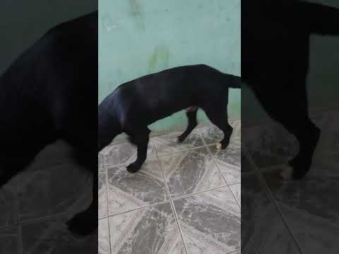 Vídeo de Freddy 