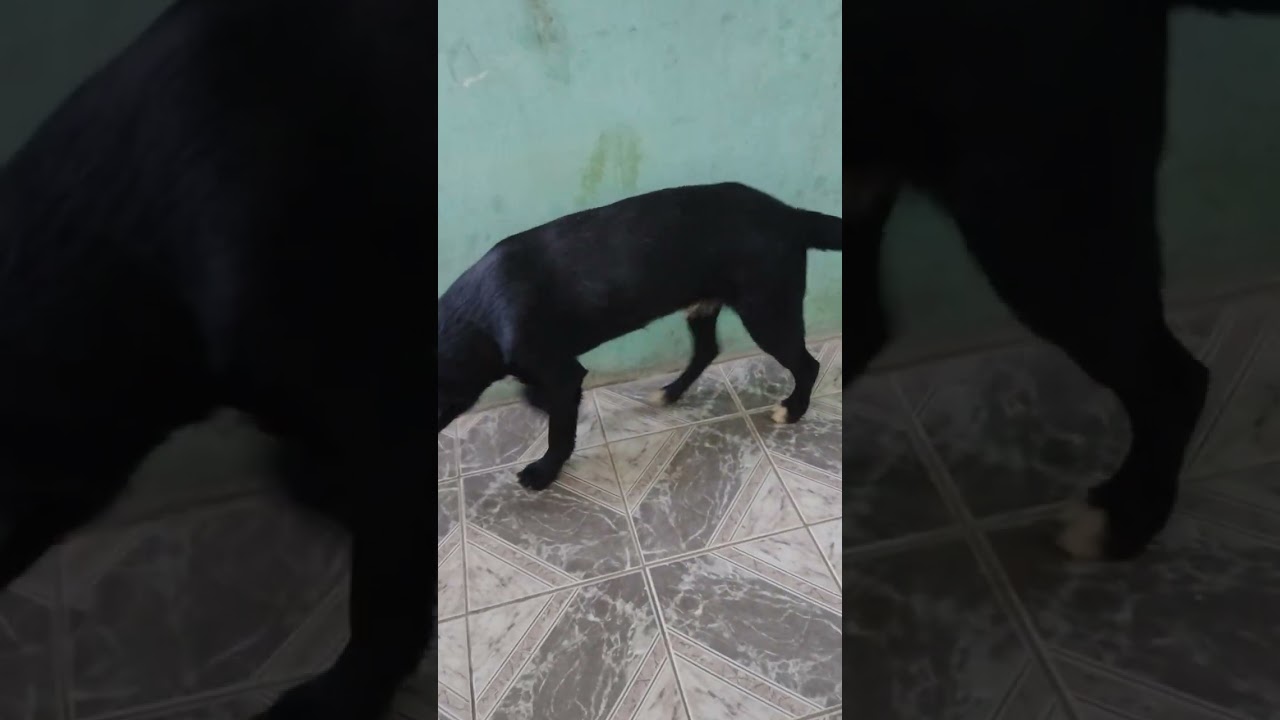 Cachorro raça SRD-ViraLata idade 7 a 11 meses nome Freddy 