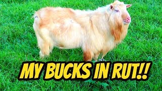 Bucks IN RUT...  How to know when your Goat is in Rut.