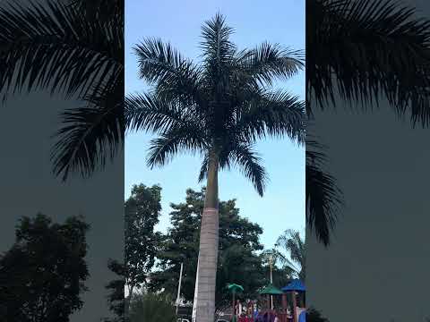 Natureza 🌿 Parque Mutuca - Gurupi Tocantins #birds #nature #amazing #beautiful #satisfying