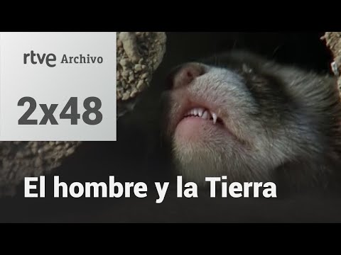 El hombre y la tierra: Capítulo 66 - El juego de la caza II | RTVE Archivo
