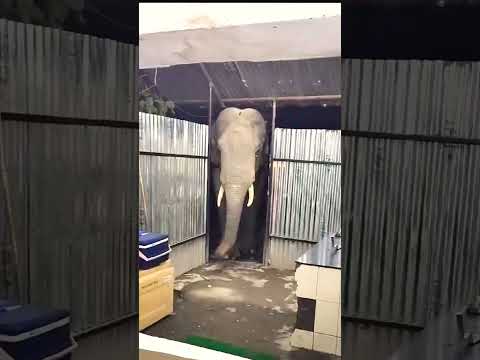 Elephant Attacked Us 🐘🐘 🥵🥵 Elephant attack #shorts #youtubeshorts #animals