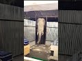 Elephant Attacked Us Elephant Attack Shorts Youtubeshorts Animals