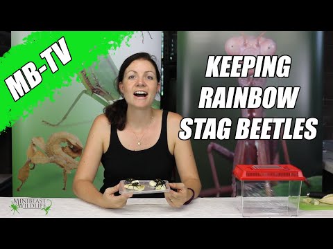 Keeping Rainbow Stag Beetles — chov roháča dúhového (Minibeast Wildlife)