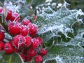 The Holly And The Ivy, Bright The Holly Berries ...