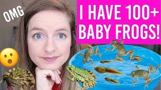 I Have 100+ Baby Frogs!