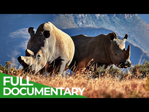 Saving the Wild: Rhinos