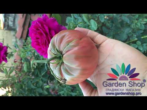 Bulgarian pink tomatoes - Pink Ideal from seeds