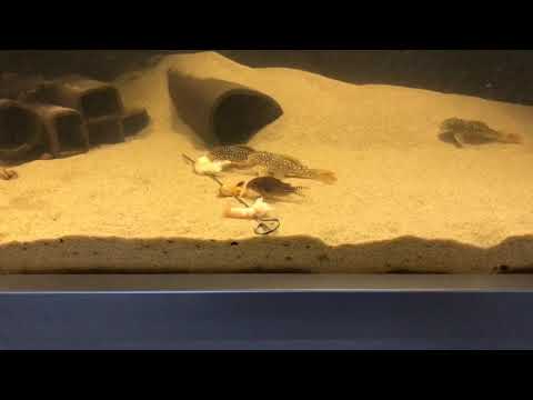 L14 Scobiancistrus Aureatus feeding