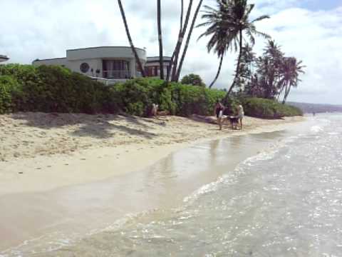 Kahala beach, collie's friends...MOV