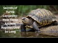 Secrets Of Turtle Longevity How These Ancient Reptiles Live So Long