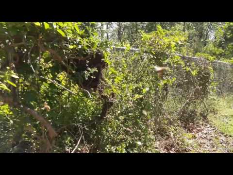 Covered in beeeeeeeeeeeeeeees