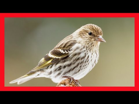 Stehlík borovicový (Spinus pinus) — video o speve a chove
