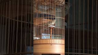 Download lagu Pancingan suara sanma , Pantau juriiiiii .... Sanma lark gacor ngeroll isian mewah mp3