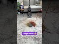 Make Carpet Cleaning Easy With The FIRST Cordless Carpet Cleaner ONEPWR SmartWash Satisfyingvideo