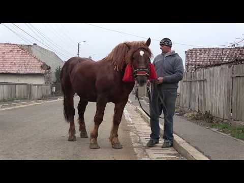 Manz Semigreu Romanesc, Gilau, Cluj - 2018