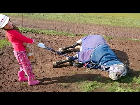 Vous n'en reviendrez pas de voir à quel point ces chevaux sont drôles ! - vidéos d'animaux les plus drôles