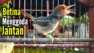 Download lagu PRENJAK BETINA GACOR Istimewa suara jernih Menggoda PRENJAK JANTAN Cocok buat pancingan & masteran. mp3