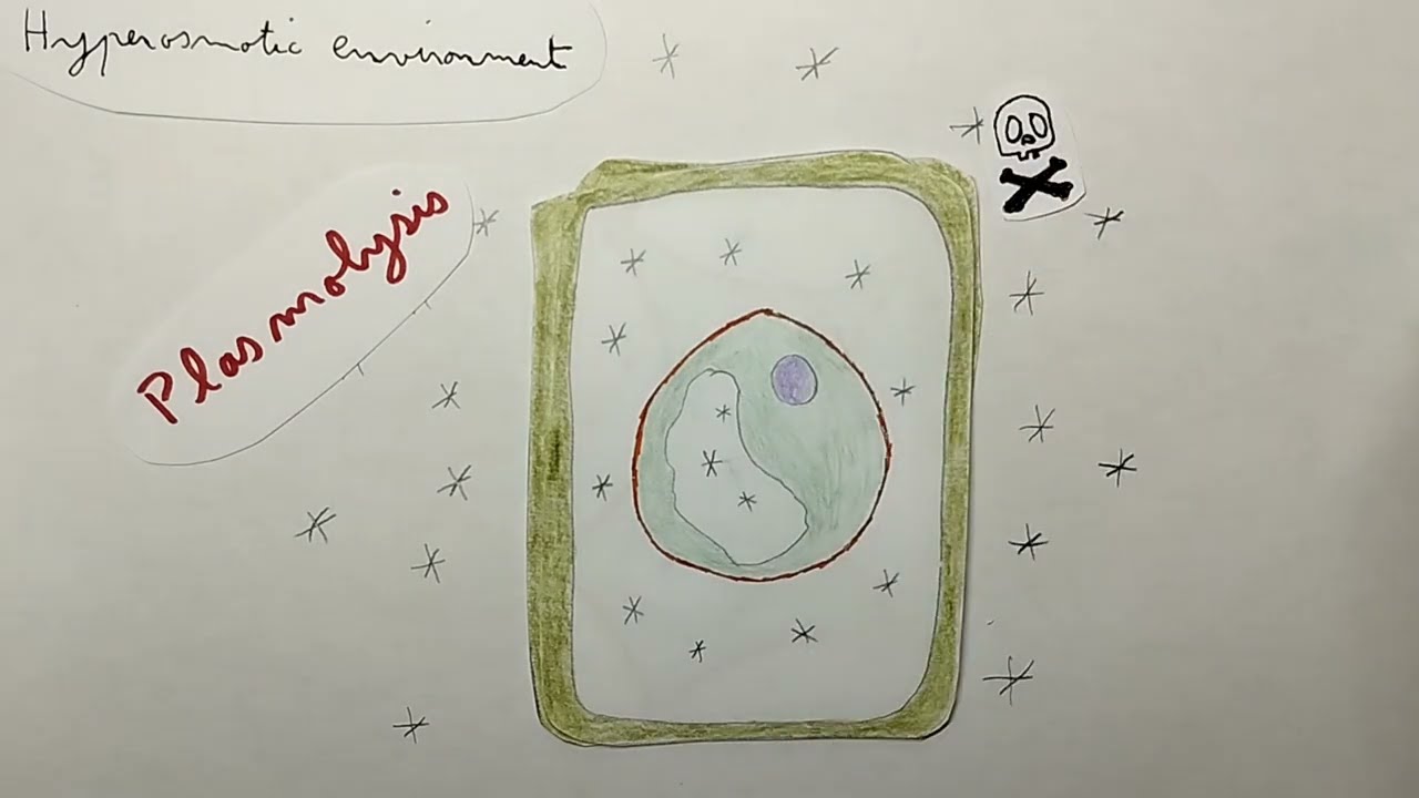 Hyperosmotic reaction of plant cells