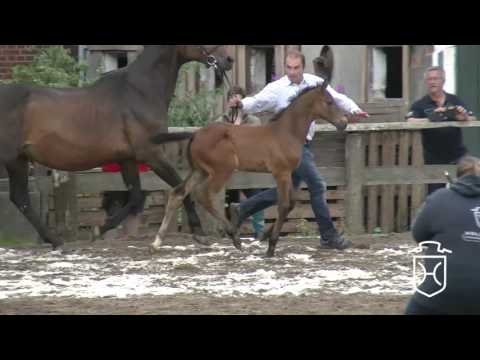 SE094 Stutfohlen von Somersby - Acorado - Caletto I