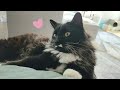The Loudest Purring Tuxedo Cat You Ll Ever Hear