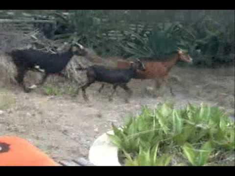 pan ku webu ku sous (Akustiko)