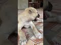 Cat Cute Cutecat Pets Blue Monkey Cutepet Dog Animal Birds Fish Kitten Puppy Cow Duck