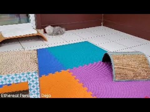 Deja, the Silver Tabby Persian Kitten