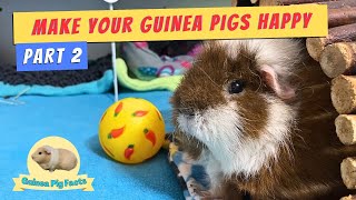 How to make a Guinea Pig Happy! - Part 2