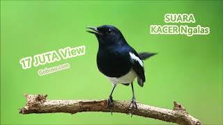 Download lagu Suara Kacer Mp3 -  Download Kicau Burung Kacer Dada Putih Asli Alam Hutan Api Durasi Panjang! mp3