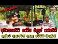 Awasanawata Rosa Malak Parawey අවාසනාවට රෝසමලක් පරවෙයි Awa