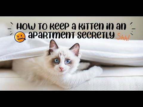 how to keep a kitten in an apartment secretly | kitten in rented apartment