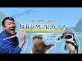 いきものが近い！下田海中水族館のふれあいをご紹介！