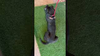 Video preview image #1 Mutt Puppy For Sale in Goodyear, AZ, USA