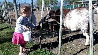 Ella Voer die Bokkies!!  :)