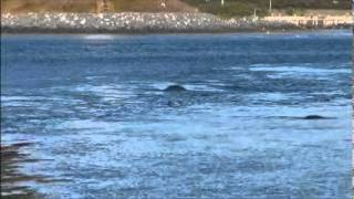 preview picture of video 'Lubec Seal Feeding Frenzy'