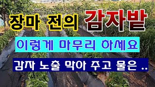 [텃밭농부 1,505]  장마가 오기전 6월의 감자밭을 관리 하는 방법. #감자재배
