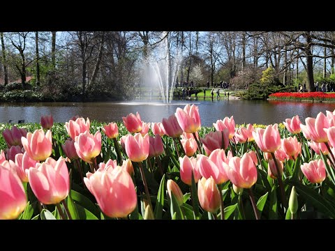 Keukenhof 2022 - A Nice Sunny Sunday in Keukenhof Garden - 4K