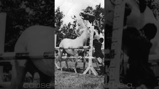 Download lagu Hall of Fame edit || #horse #shorts #edit mp3