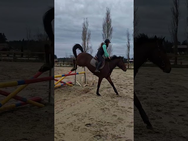 Cheval de sport polyvalent