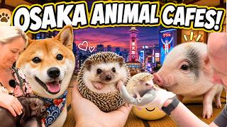 Osaka Animal Cafes | What are they really like? Micro pig cafe, shiba dog cafe, hedgehog cafe