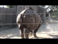San Diego Zoo Rhinoceros Poop