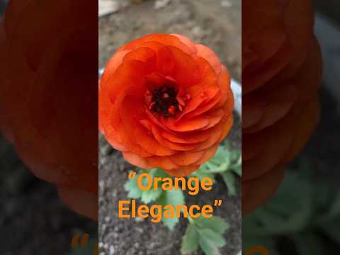 ✨ The Charm of Orange Ranunculus Flower!